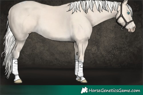 Horse Color:Cremello Tobiano 