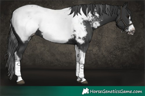 Horse Color:White Spotted Black Splash Tobiano Frame Appaloosa 