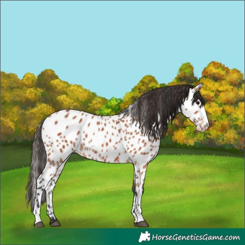 Horse Color:Bay Near Leopard 