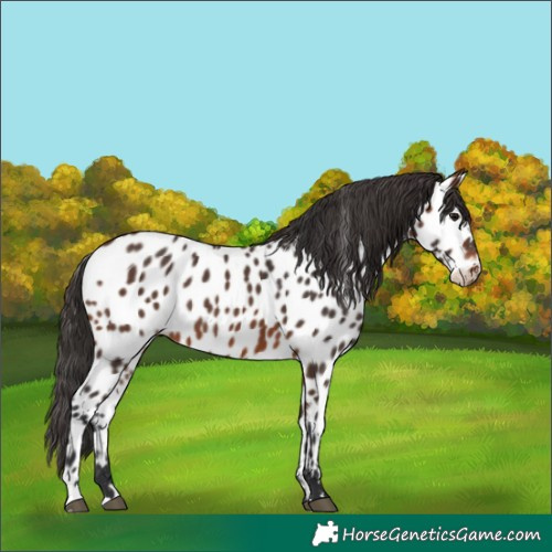 Horse Color:Brown Near Leopard
