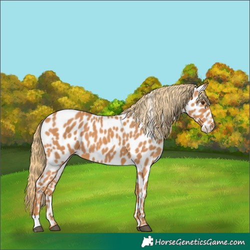 Horse Color:Chestnut Leopard 