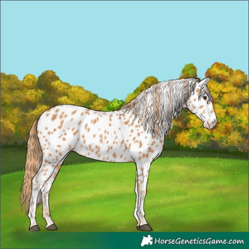 Horse Color:Chestnut Near Leopard 