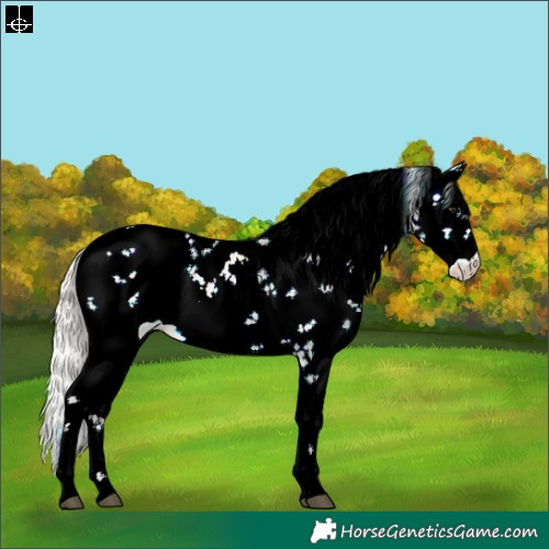 Horse Color:Silver Bay Dun Sabino Appaloosa