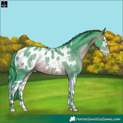 Horse Color:Watercolor Brown Splash Appaloosa