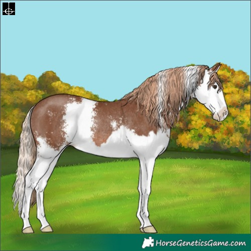 Horse Color:Chestnut Sabino Splash Rabicano