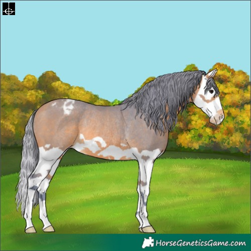 Horse Color:Watercolor Bay Splash Appaloosa Rabicano
