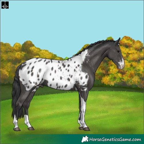 Horse Color:Black Sabino Tobiano Appaloosa