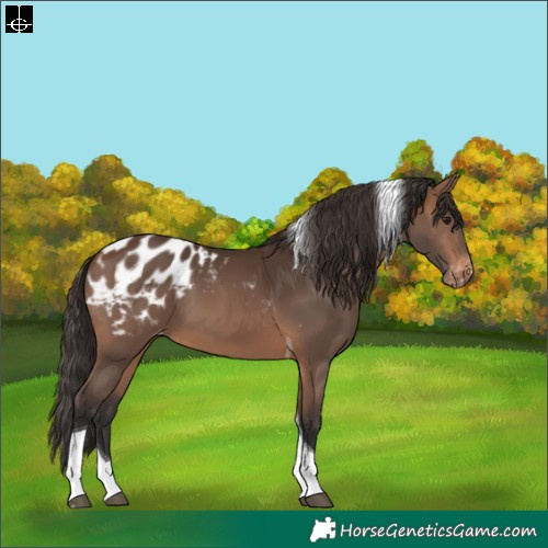 Horse Color:Brown Tobiano Appaloosa 