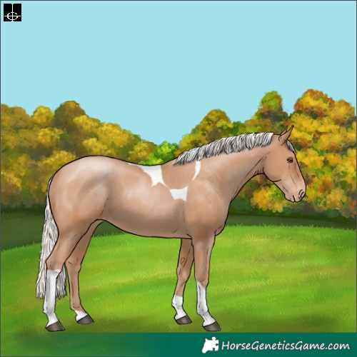 Horse Color:Silver Black Pearl Tobiano Appaloosa 