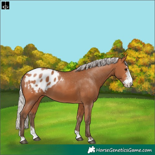 Horse Color:Silver Bay Sabino Appaloosa 