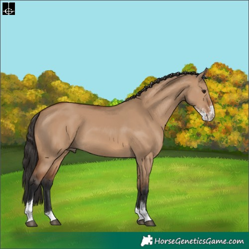 Horse Color:Bay Dun Sabino Tobiano
