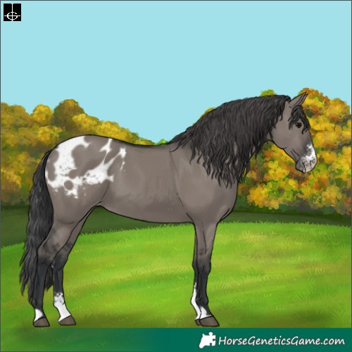 Horse Color:Grullo Sabino Appaloosa