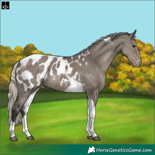 Horse Color:Silver Smoky Grullo Tobiano Appaloosa 
