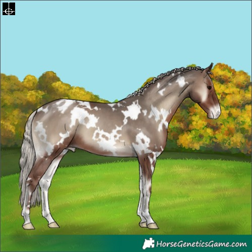 Horse Color:White Spotted Silver Blue Onyx Appaloosa