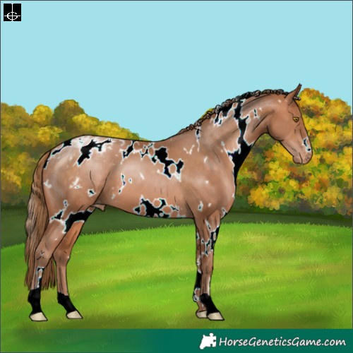 Horse Color:White Spotted Bay Pearl Appaloosa 