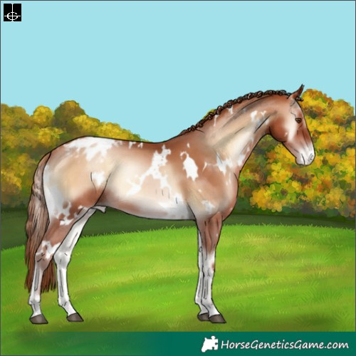 Horse Color:White Spotted Bay Pearl Onyx Appaloosa