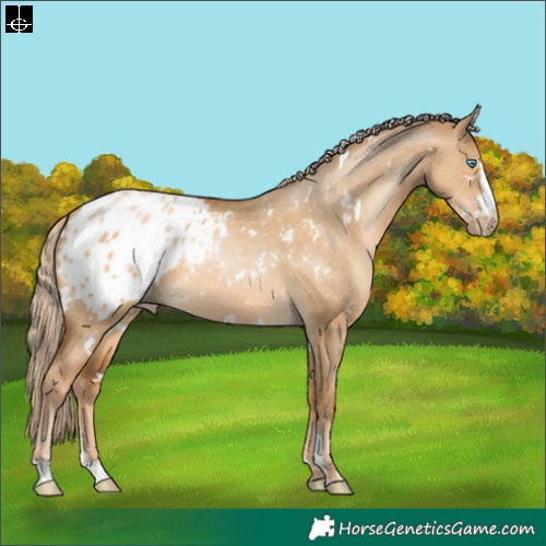Horse Color:Gray White Spotted Palomino Pearl Dun Sabino Appaloosa 