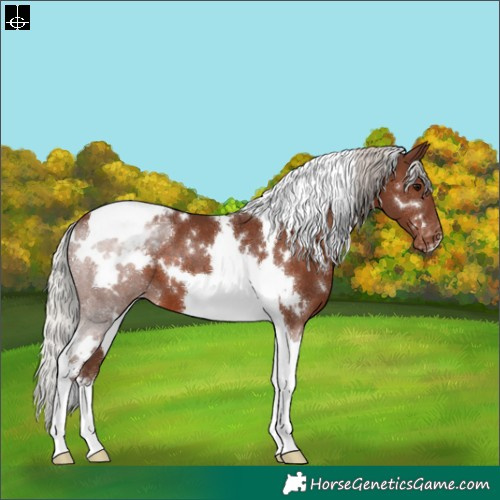 Horse Color:White Spotted Silver Black Tobiano Appaloosa