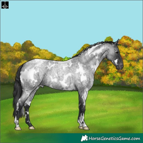 Horse Color:White Spotted Blue Roan Appaloosa 
