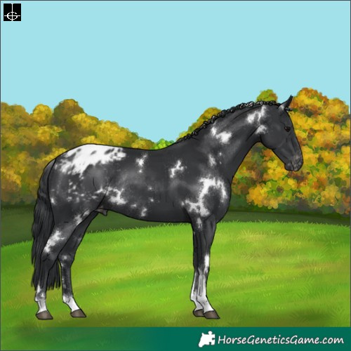 Horse Color:White Spotted Black Tobiano Appaloosa Rabicano