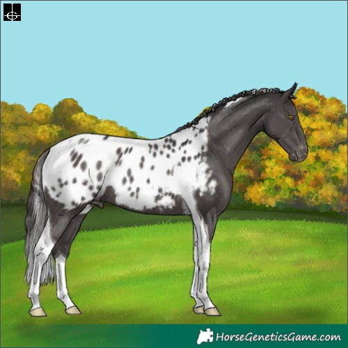 Horse Color:Smoky Black Tobiano Blanket Rabicano
