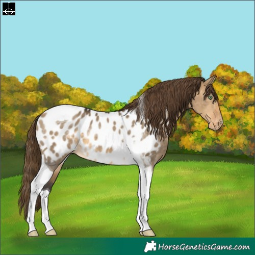 Horse Color:Buckskin Dun Tobiano Near Leopard