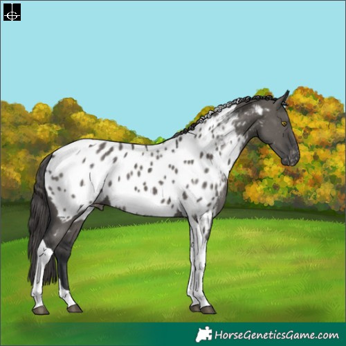 Horse Color:Grullo Mushroom Tobiano Near Leopard