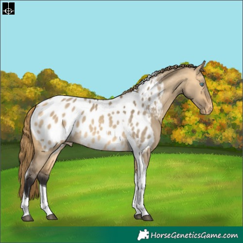 Horse Color:Buckskin Dun Mushroom Tobiano Blanket 