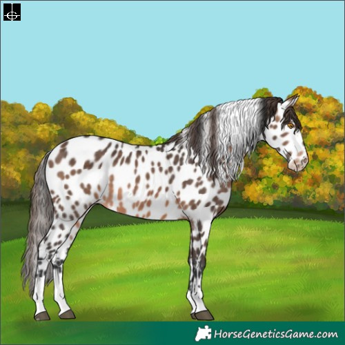 Horse Color:Brown Mushroom Tobiano Appaloosa Rabicano