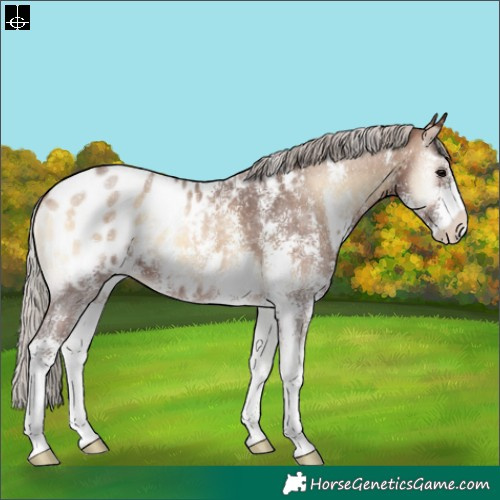 Horse Color:Silver Brown Onyx Sabino Appaloosa 