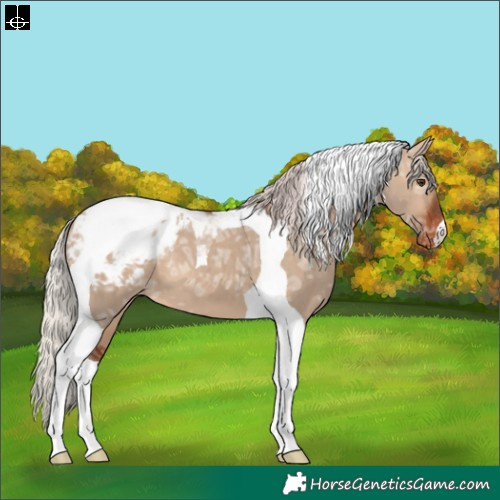 Horse Color:Silver Brown Ice Dun Tobiano Blanket