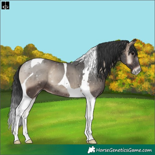 Horse Color:Blue Onyx Tobiano 