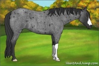 Horse Color:Blue Roan 