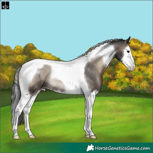 Horse Color:Blue Onyx Splash Tobiano Varnish Rabicano