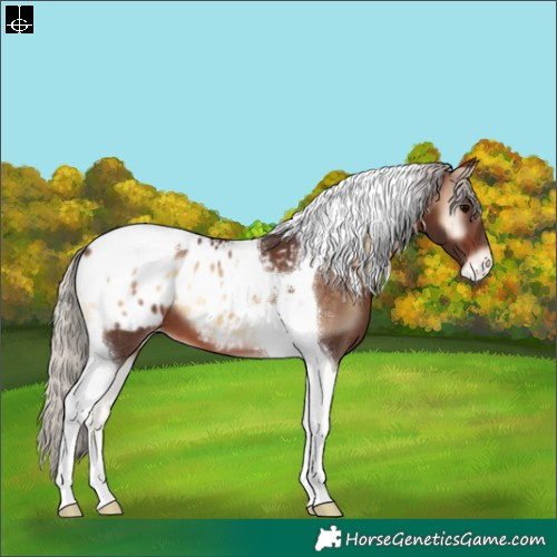 Horse Color:Silver Brown Onyx Tobiano Appaloosa 