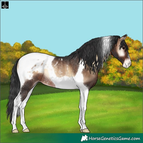 Horse Color:Brown Onyx Tobiano Appaloosa Rabicano