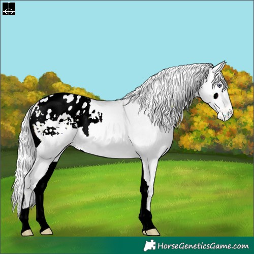 Horse Color:Silver Bay Chinchilla Pearl Onyx Appaloosa 