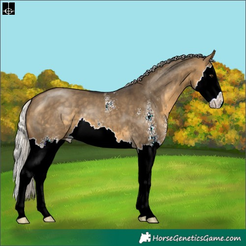 Horse Color:Silver Buckskin Dun Sabino Splash 