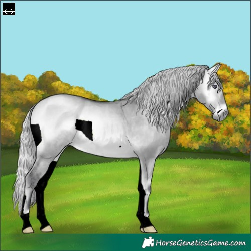 Horse Color:Silver Bay Chinchilla Onyx 