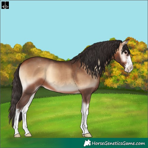 Horse Color:Bay Onyx Varnish