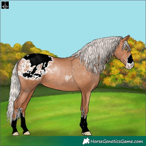 Horse Color:Silver Brown Pearl Blanket 