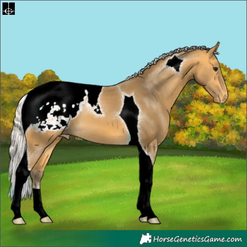 Horse Color:Silver Buckskin Tobiano Snowcap