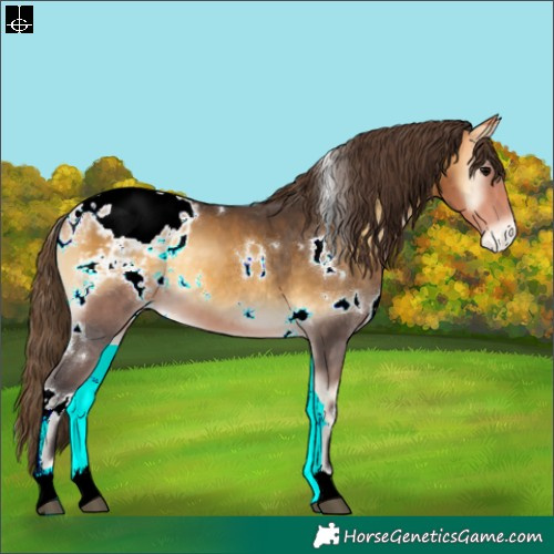 Horse Color:White Spotted Buckskin Onyx Blanket 