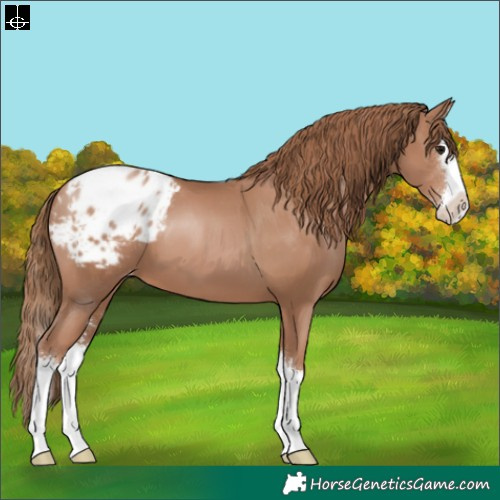 Horse Color:Black Pearl Sabino Splash Blanket 