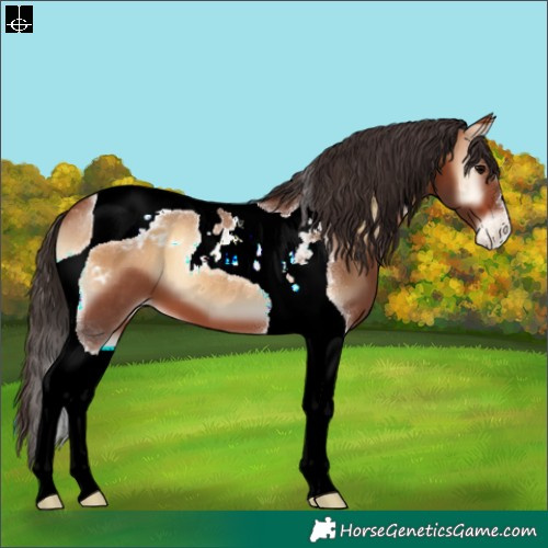 Horse Color:Bay Onyx Tobiano Blanket