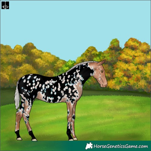 Horse Color:White Spotted Silver Brown Pearl Appaloosa Rabicano