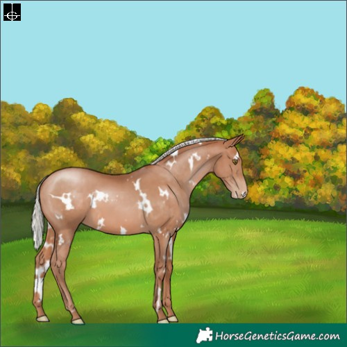 Horse Color:White Spotted Silver Brown Pearl