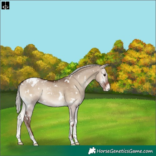 Horse Color:White Spotted Silver Grullo Onyx Appaloosa 
