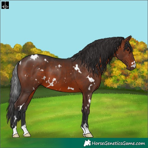 Horse Color:White Spotted Brown