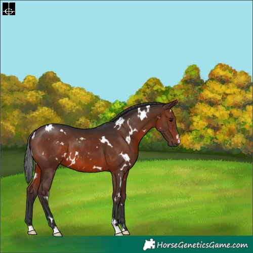 Horse Color:White Spotted Brown 